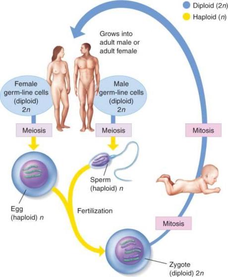 La meiosi e la formazione dei gameti