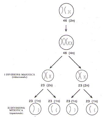 La meiosi e la formazione dei gameti