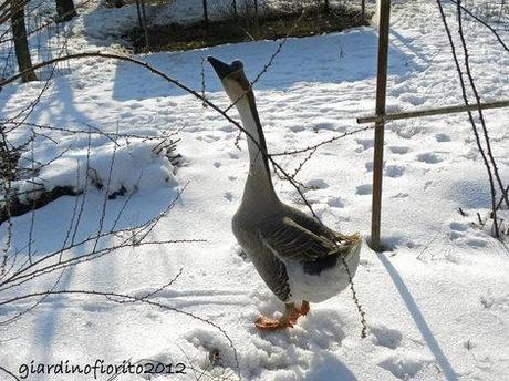 Un cavolo un’oca un gatto. La campagna, la neve