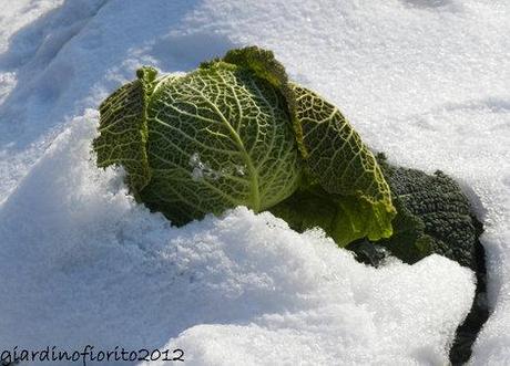 Un cavolo un’oca un gatto. La campagna, la neve