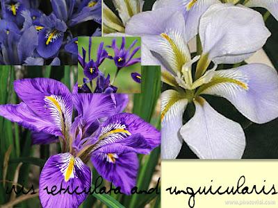 Iris Reticulata e Unguicularis, Seconda Parte