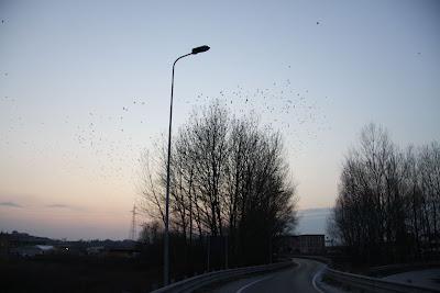 storni nel cielo