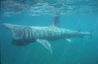 Nel mare di Sardegna “Operazione squalo elefante”