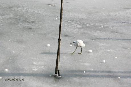 Il Lago Trasimeno ghiacciato