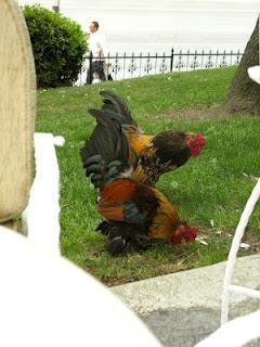 Un kofte in compagnia, Istanbul