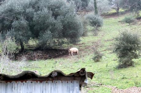 Il sabato del raccoglitore.