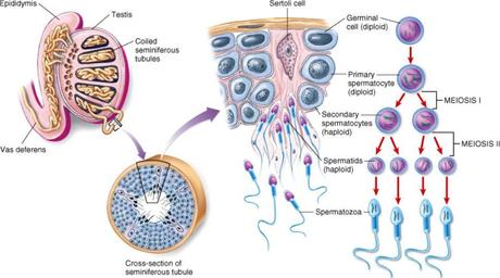 Nascita dei gameti: spermatozoo e ovocellula