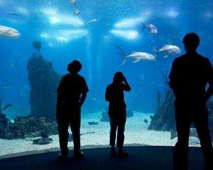 L’acquario – reprise