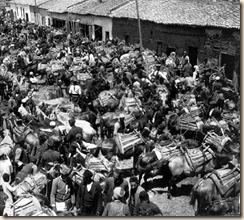 Il mercato dei cavalli a Korça è il più grande di tutta l'Albania. (foto: Melville Chater)