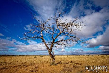 Portrait of a Tree - Wide Angle by Allshots Imaging, on Flickr