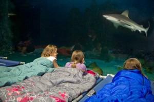 notte con gli squali