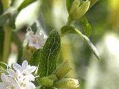 stevia: pianta delicata coltivare