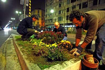 Guerrilla Gardening