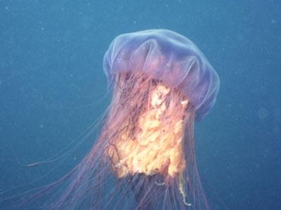 medusa criniera di leone