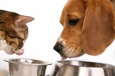 ALLERGIA E PANCREATITE NEL CANE E NEL GATTO : integrazione di enzimi digestivi nella dieta del cane e del gatto