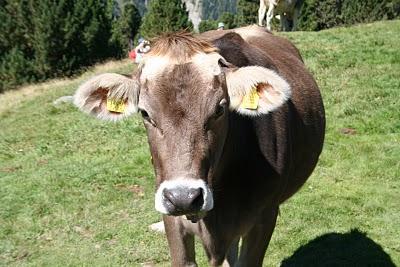 Formaggio di malga e birra ghiacciata...dopo 2 ore di sudore!