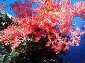 Oceani sempre acidi colpa dell'effetto serra