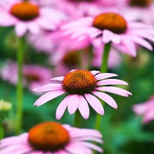 Omeopatia si :Echinacea e difese immunitarie.