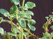 Incenso (Plectranthus variegatum) Incense
