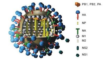 influenza aviaria