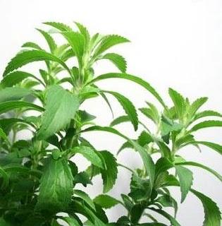 Stevia...il dolcificante SANO per tutti...