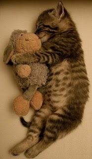 Animals love dolls!