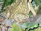 Bufo bufo