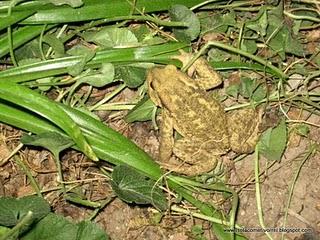 Bufo bufo