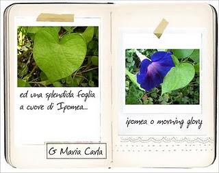 Diario del tuo giardino _ Le rose di Maria Carla