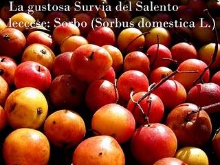 La Survia del Salento leccese Sorbo ( Sorbus domestica L.)