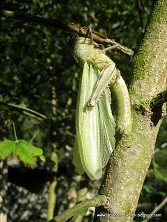 Muta di una Anacridium aegyptium