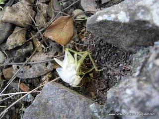 Muta di una Anacridium aegyptium