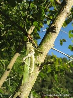 Muta di una Anacridium aegyptium