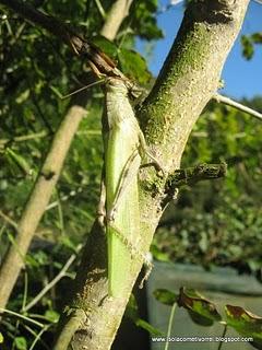 Muta di una Anacridium aegyptium