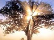 frutti dell'albero buono