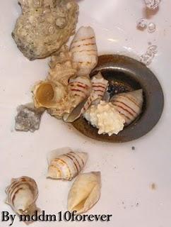 PESCI,MOLLUSCHI E CROSTACEI DEL MAR ROSSO