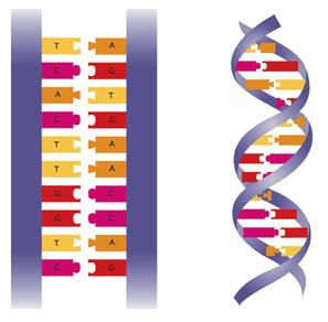 Sequenziamento del DNA- Prima generazione (metodo Sanger)
