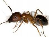 sorprendente genoma delle formiche