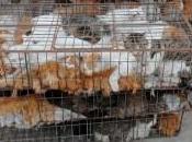 Mangiare gatti???