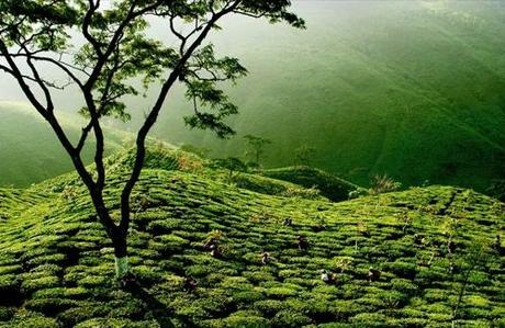 darjeeling_(C)BobSacha