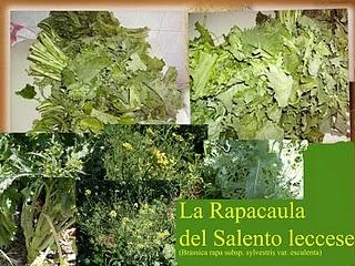 La Rapacaula del Salento leccese (Brassica rapa subsp. sylvestris var. esculenta) che a Bari diventa “Cime di Rape” e che a Napoli chiamano “Friariell