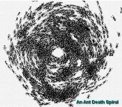 Formiche: la spirale della morte