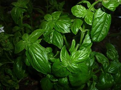 Insalata in verticale