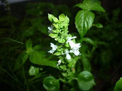 Insalata in verticale