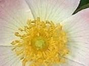 Omeopatia :Rosa Canina vitamina