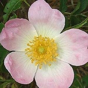 Omeopatia si :Rosa Canina e vitamina C.