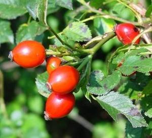 Omeopatia si :Rosa Canina e vitamina C.