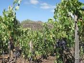 nozze cielo terra...dall'Etna, vini Tenuta Fessina all'Enoteca Lavuri Agliana (PT), prossimo settembre