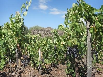Le nozze di cielo e terra...dall'Etna, i vini di Tenuta di Fessina all'Enoteca Lavuri di Agliana (PT), il prossimo 25 settembre