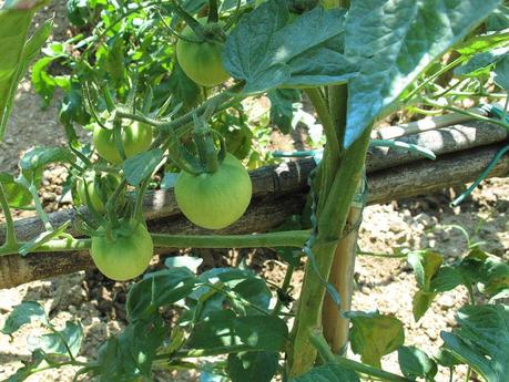 Varietà rare: il pomodoro 